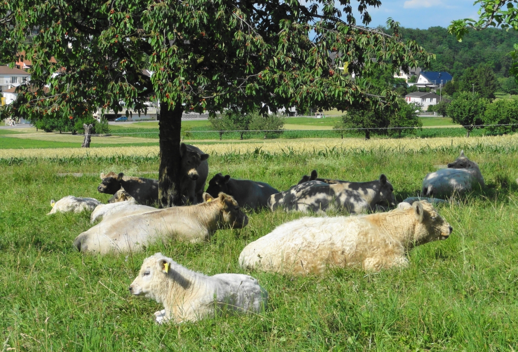 Mutterkühe